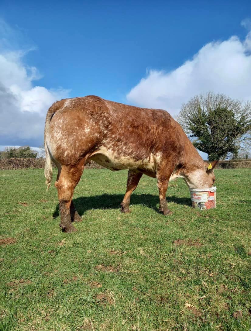 Heifer is top prize rather than chocolate in GAA club Easter raffle