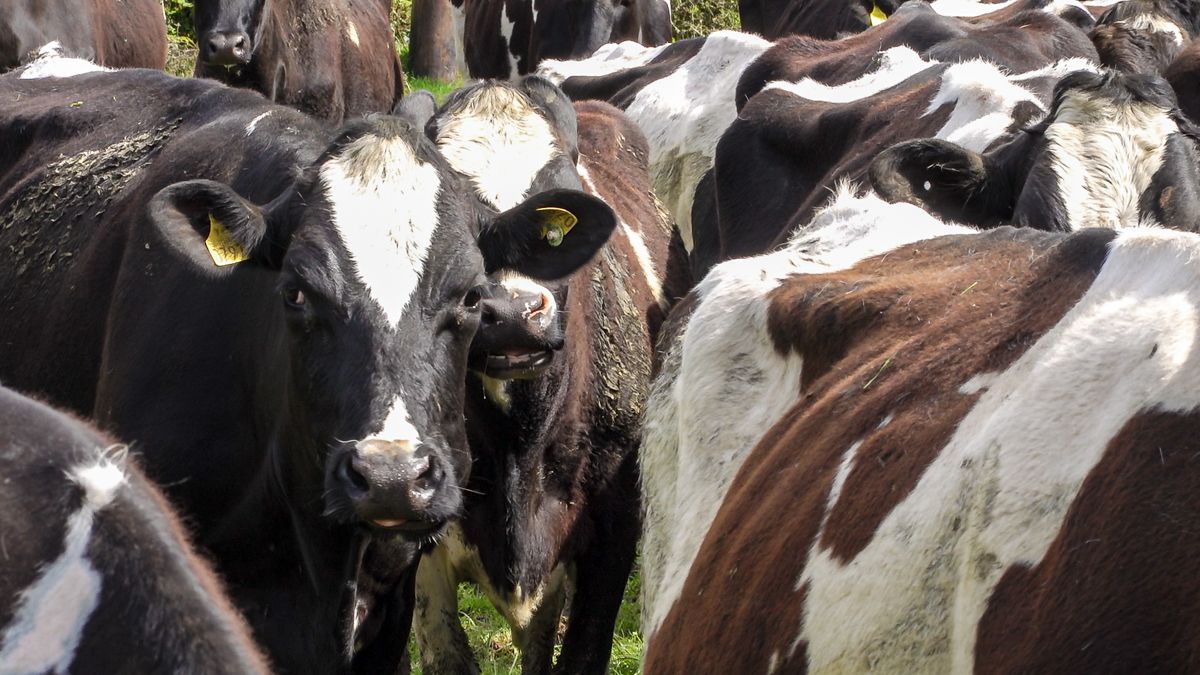 EU emissions directive 'must be resisted by right-minded people'