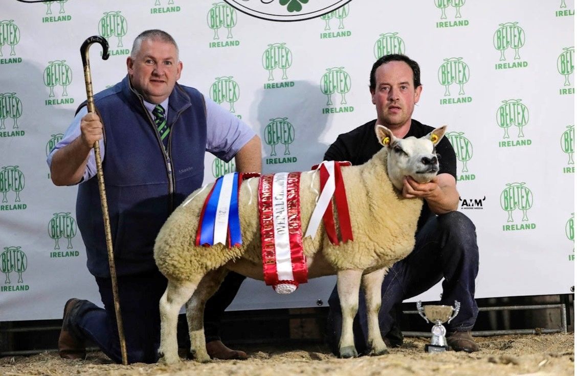 High clearance rate at Belgian Beltex breeders’ premier sale