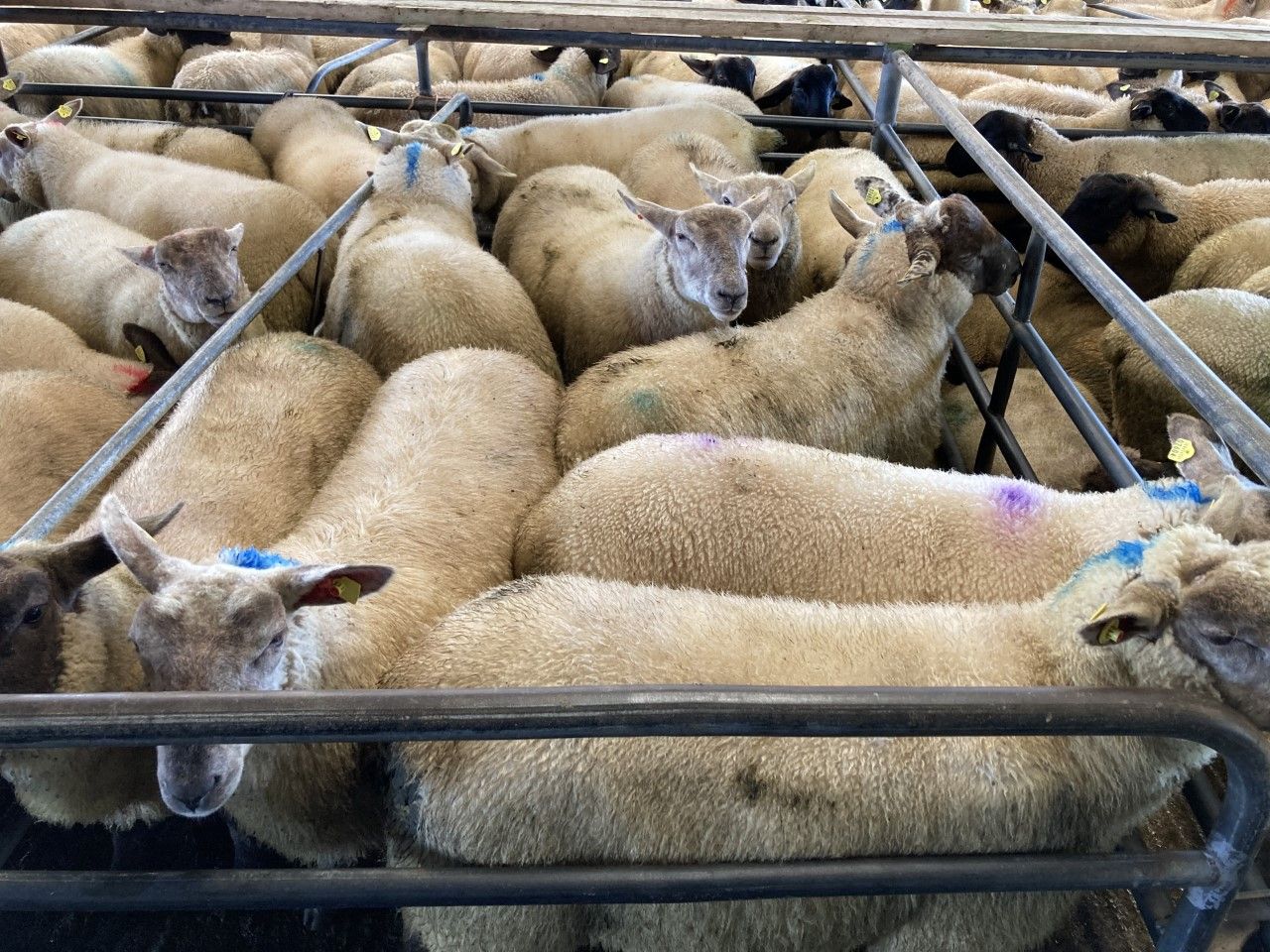Sheep trade update: Lamb prices holding steady