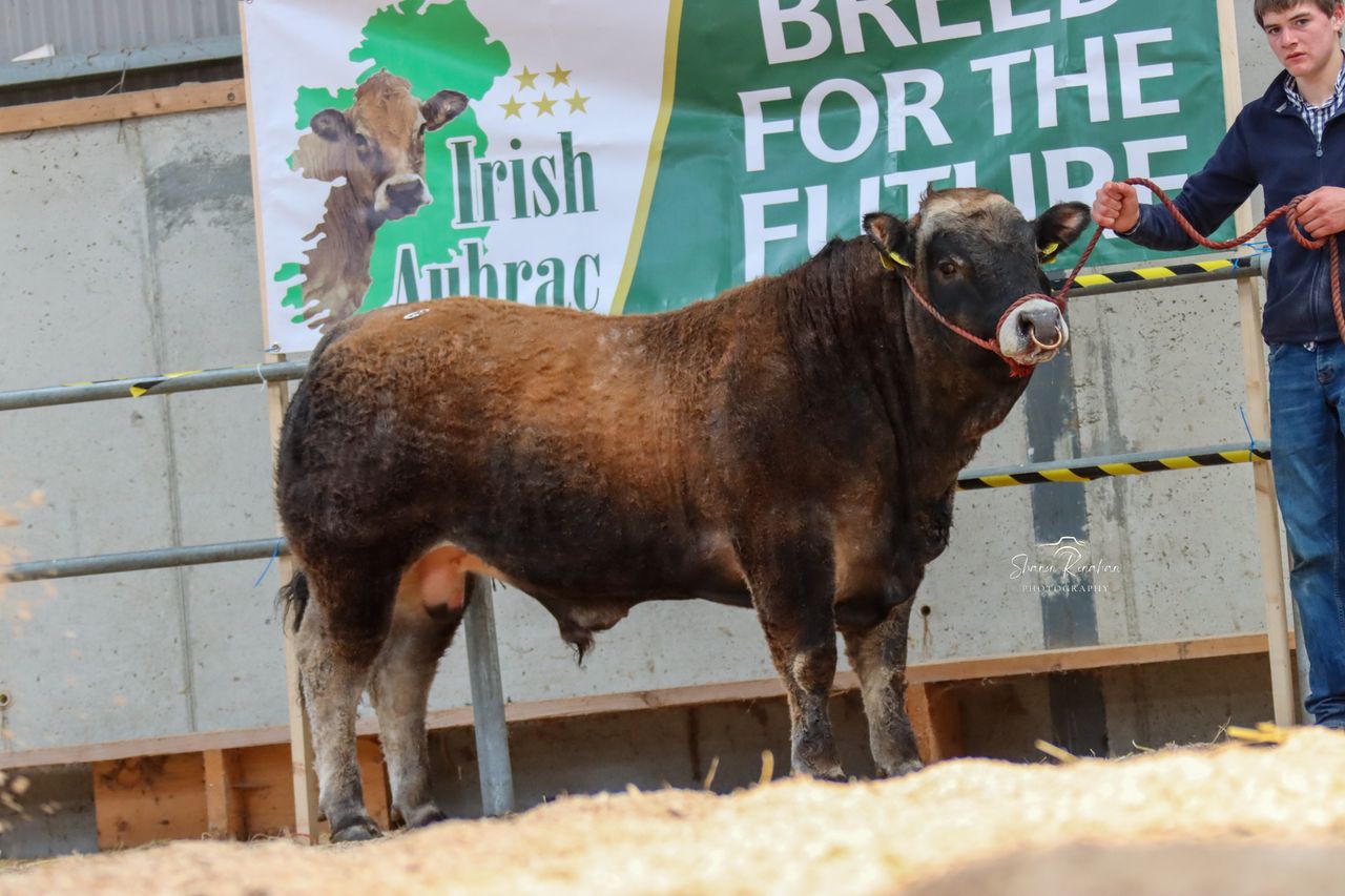Aubrac society sale sees a solid trade at Tullamore Mart