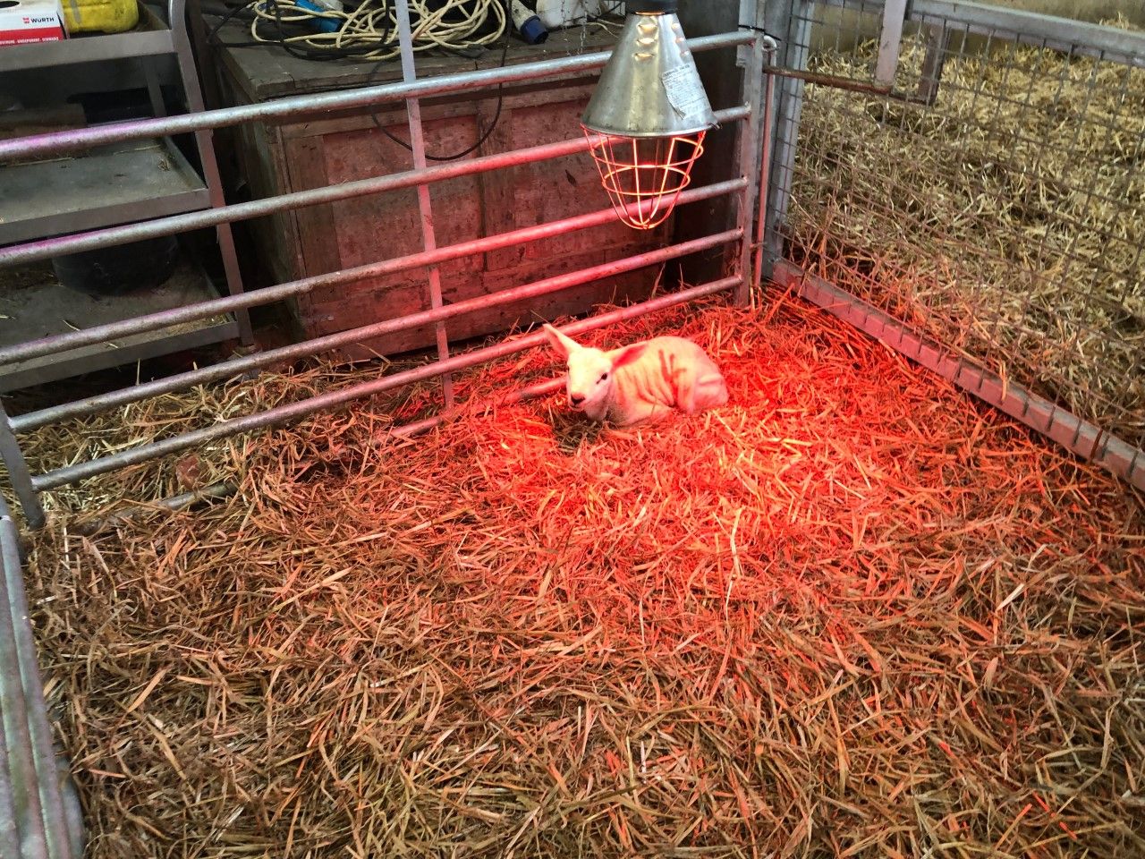 The ins and outs of artificially rearing surplus lambs