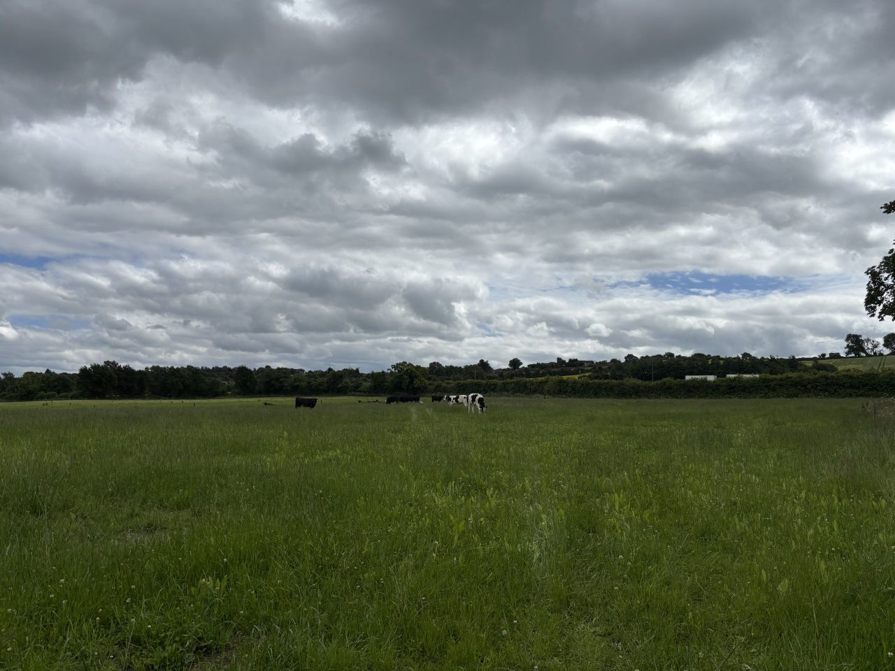 Farmer discussion: Is multispecies working?