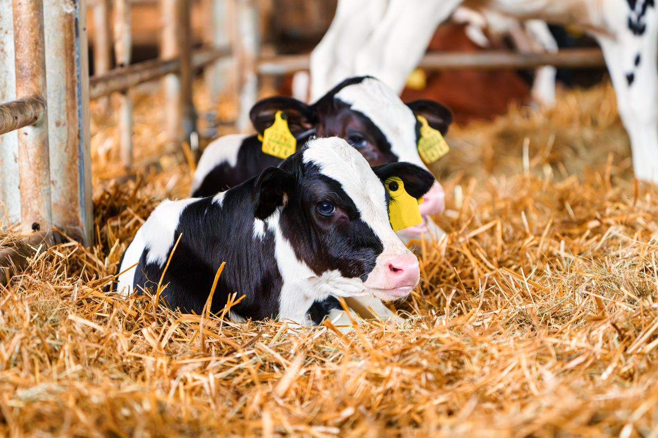 Minister announces increase in BVD financial supports