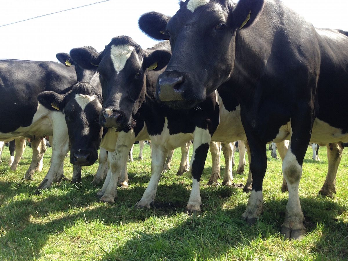 Pics & Video: National Dairy Council Milk Quality Award winning dairy farm