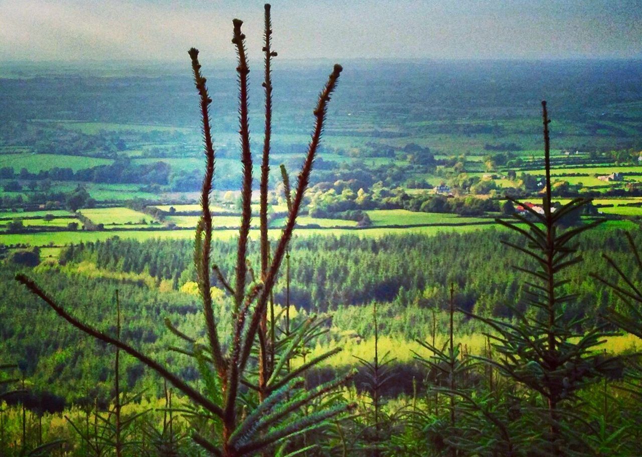Rejection of EU forest law 'a decisive turn' - EU farmers
