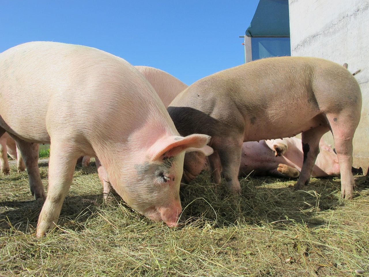 TAMS investment ceiling for pig farmers to increase to €500,000