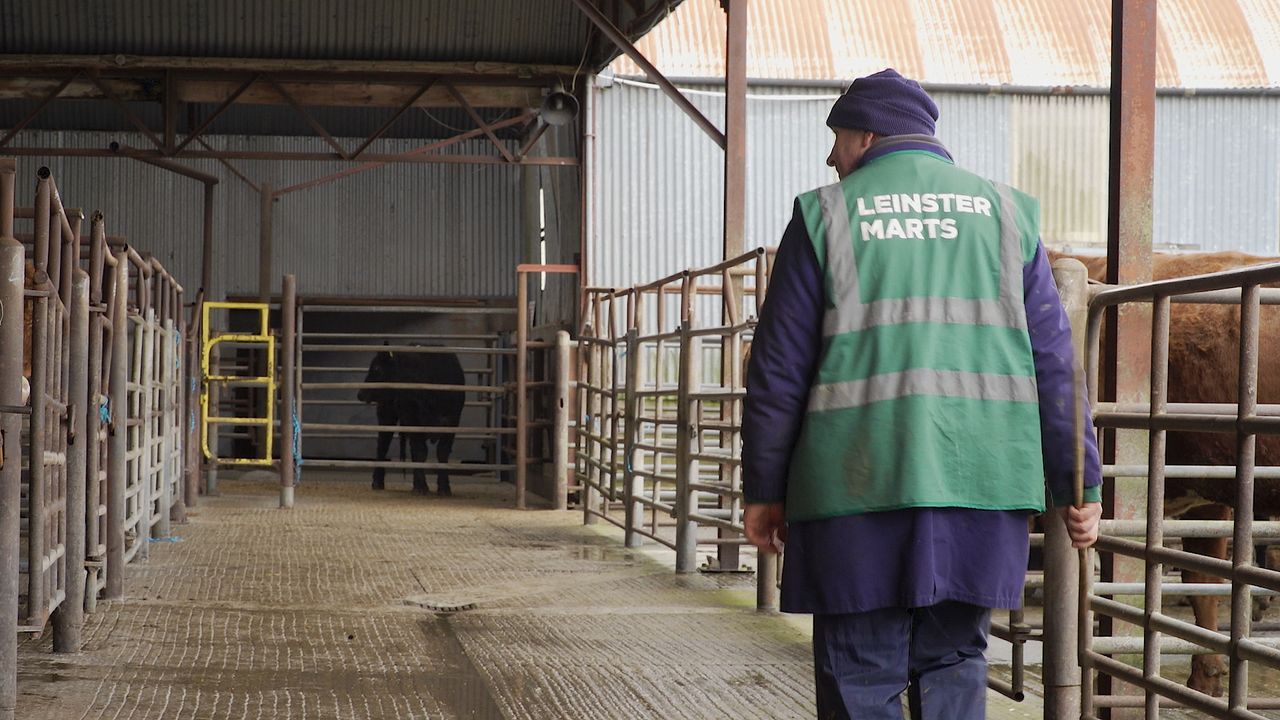 Grass cattle availability increases on Haystack