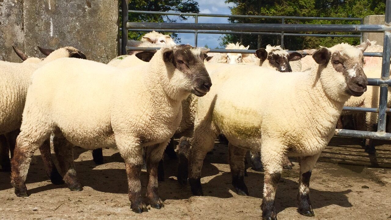 Sheep kill: Throughput rises as lamb supply increases