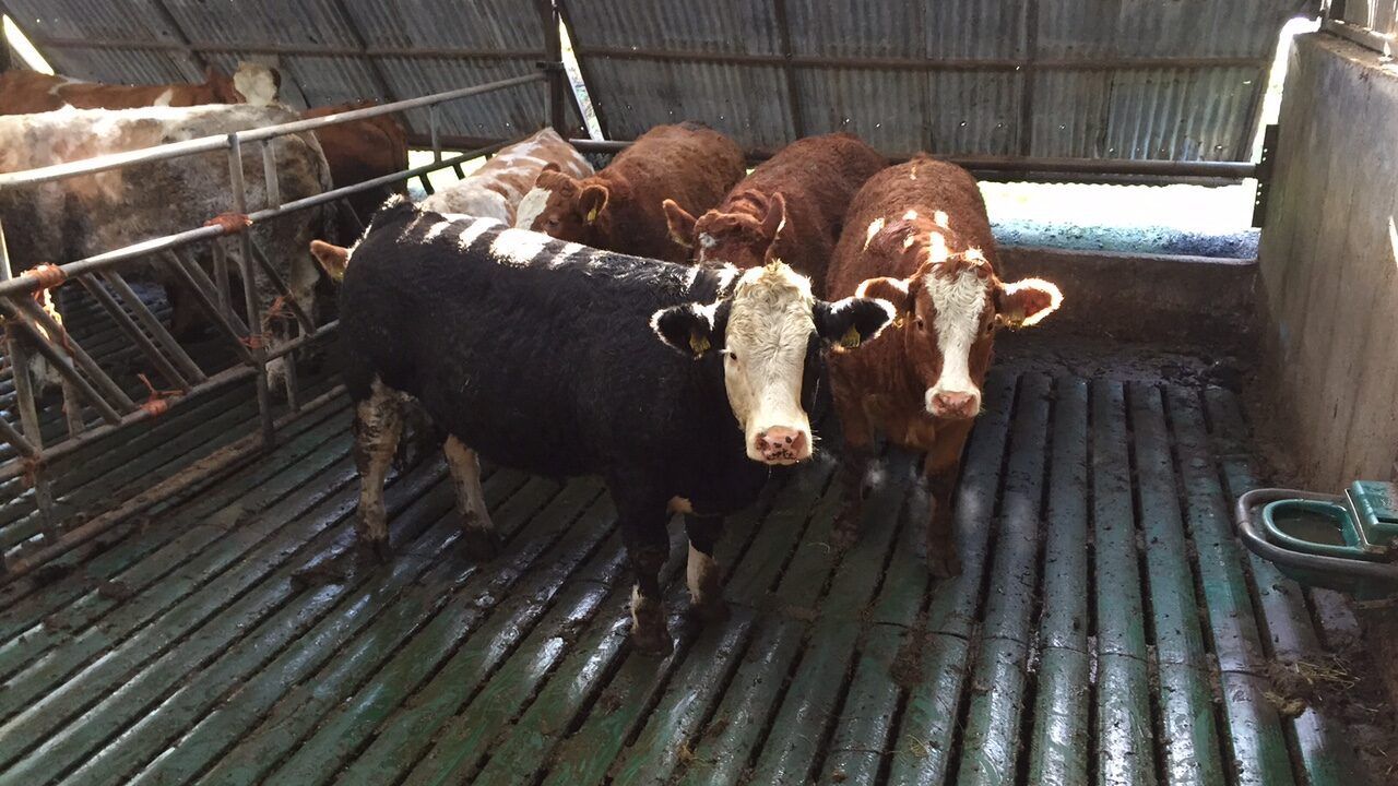 Factory quotes: Cow prices slip but prime cattle steady