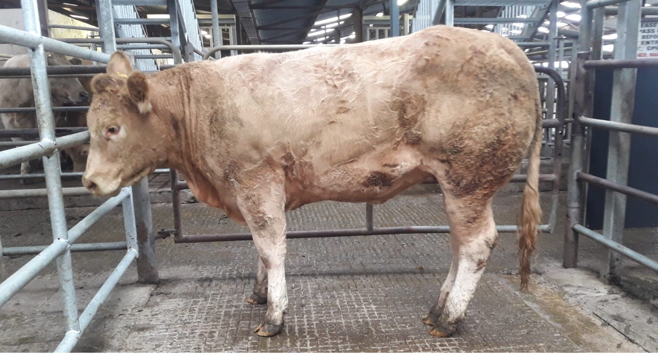 Buyers spend big at Elphin Mart's special heifer sale