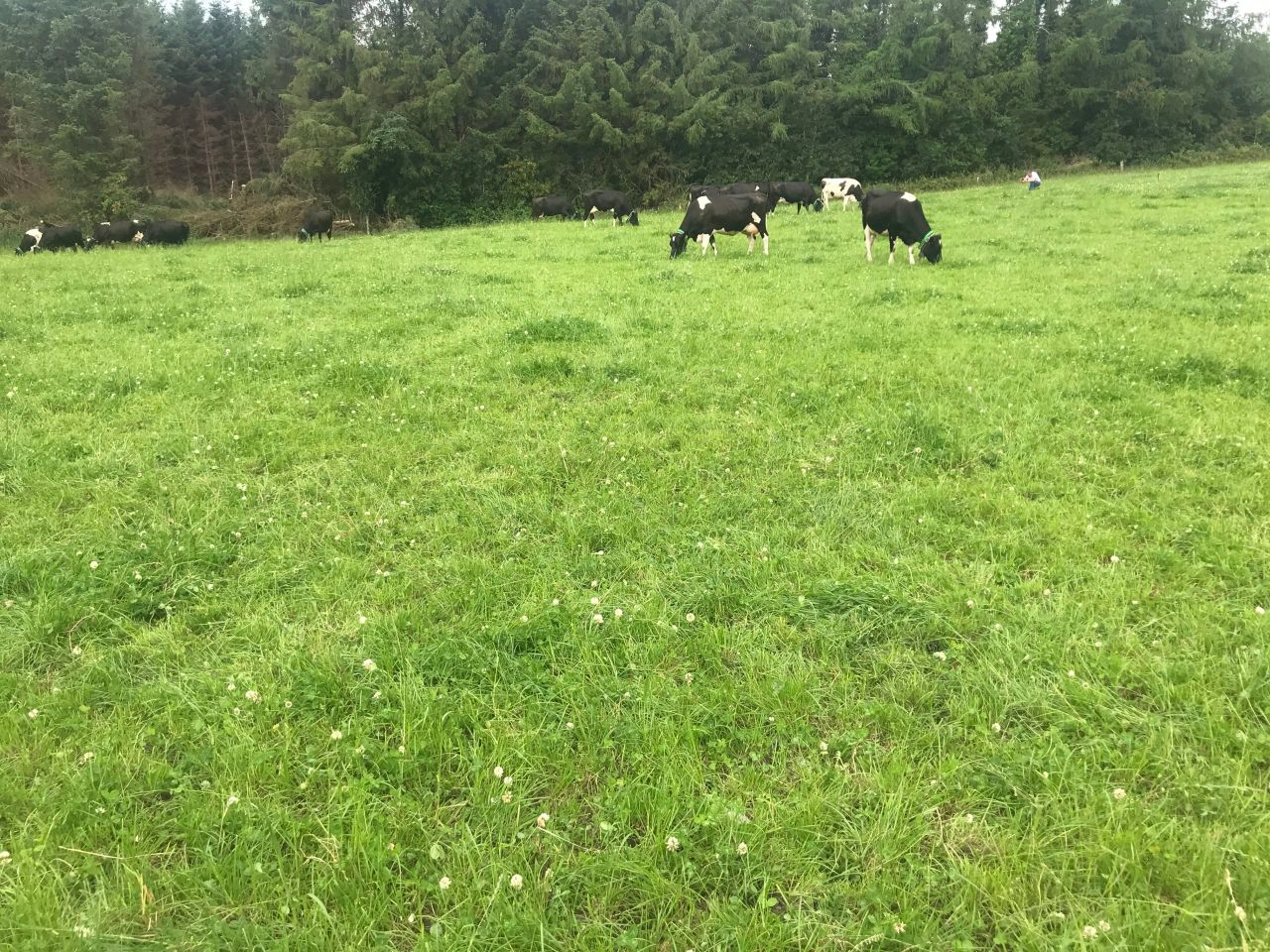 Breeding season: Preventing embryo loss in cows