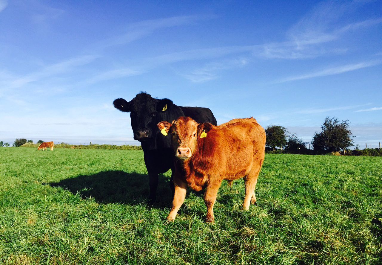 'Extra cows on the French market to have a big impact on EU beef trade'