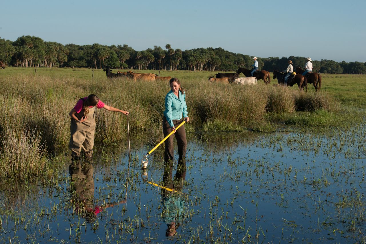 Research confirms environmental benefits of grazing ruminants