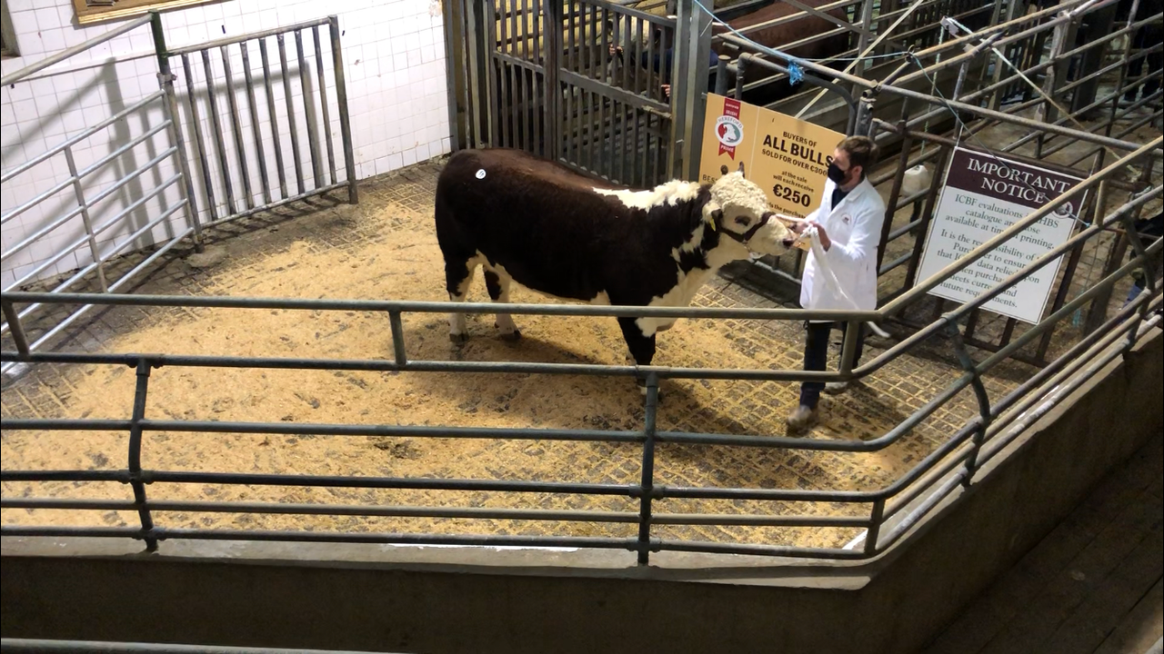 Steady trade for Herefords as Premier sale is topped at €4,200