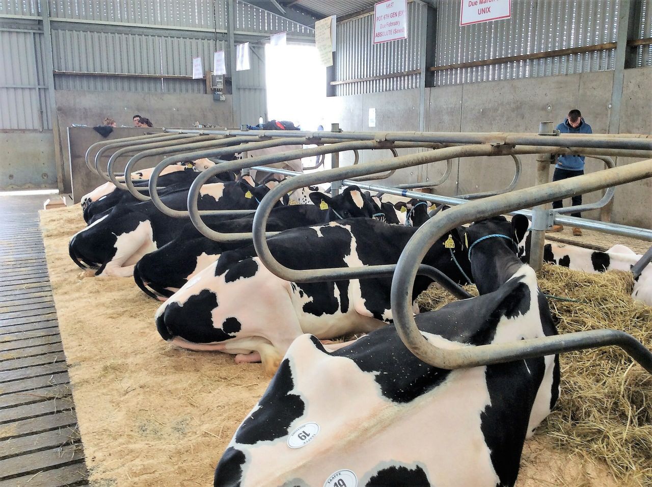 Pics: €6,500 top price at Holstein Friesian open day sale