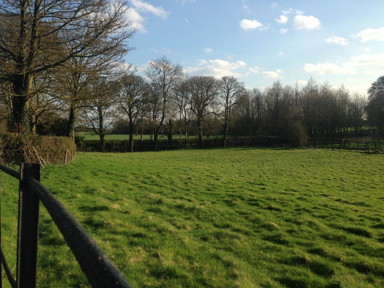 7,500 trees to be planted by children in Roscommon under environmental initiative