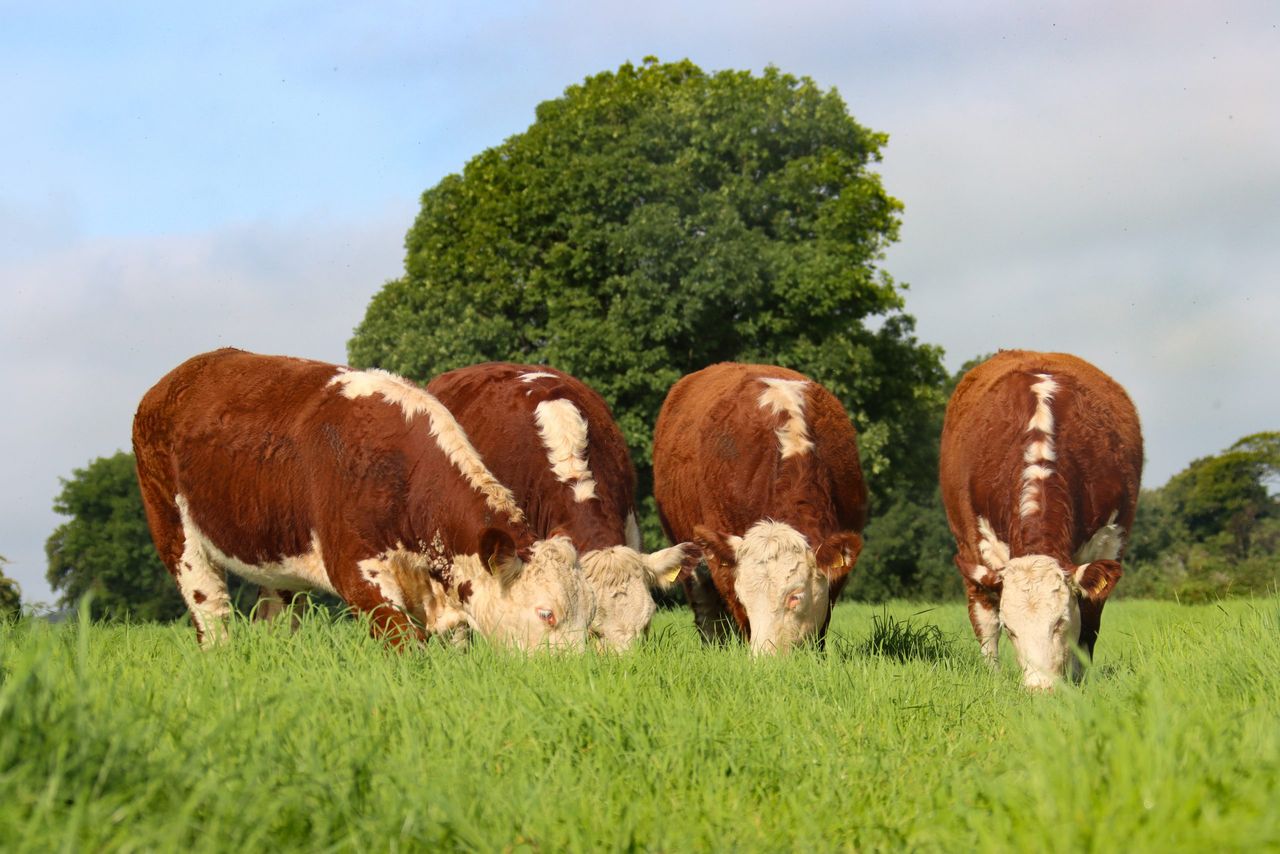 Hereford factory breed bonus restructuring details announced
