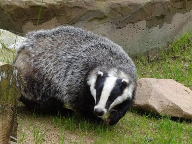 Over 7,800 badgers captured for vaccination this year