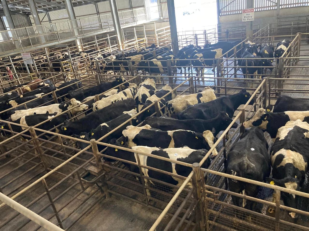 Dairy trade: Top price of €2,680 for in-calf heifer