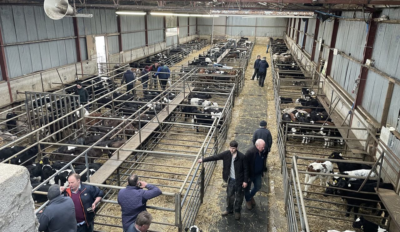 What dairy-beef sire breed has the highest average calf price?