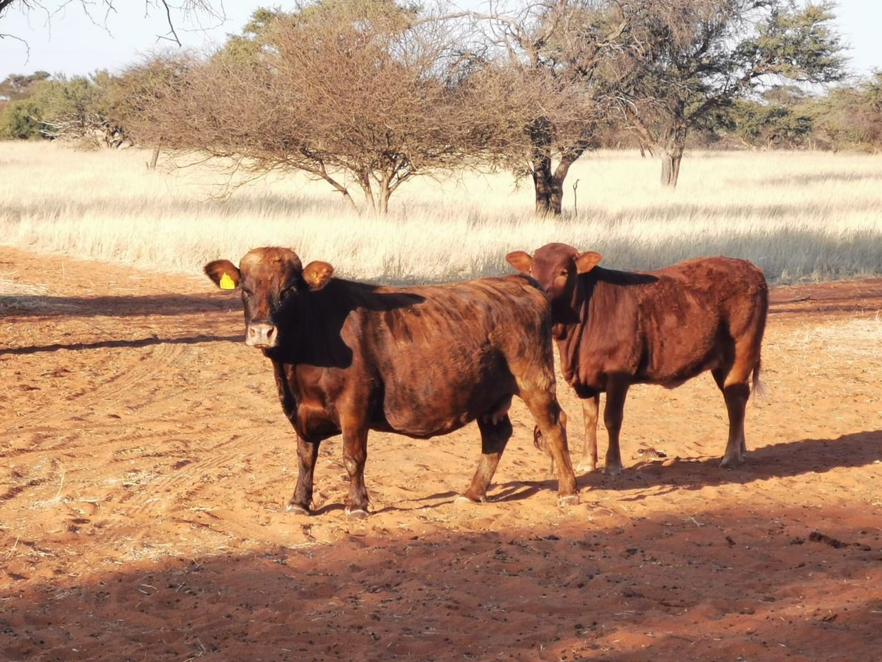 Funding for Irish agri-food businesses in African development programme