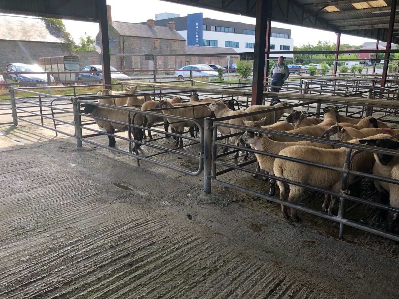 Pics and prices: Small sale of sheep sees a strong trade all round at Loughrea mart