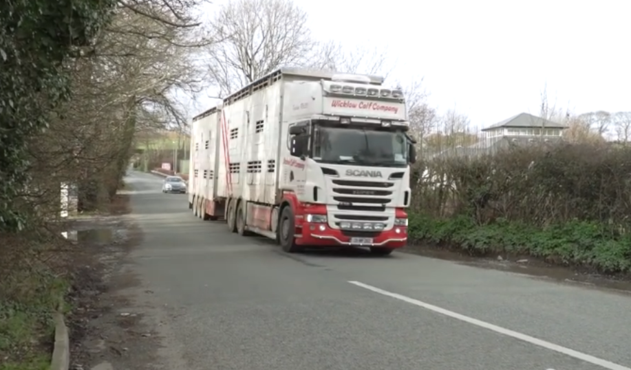 Dutch market disruption for Irish calves