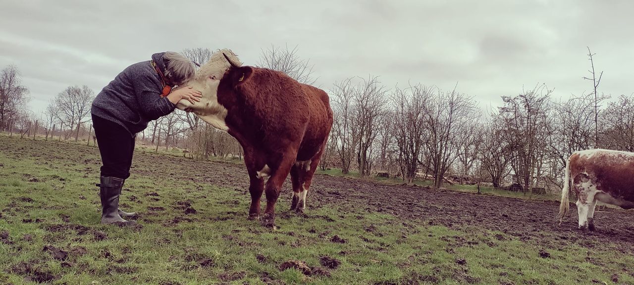 Communicating with your herd using cow linguistics