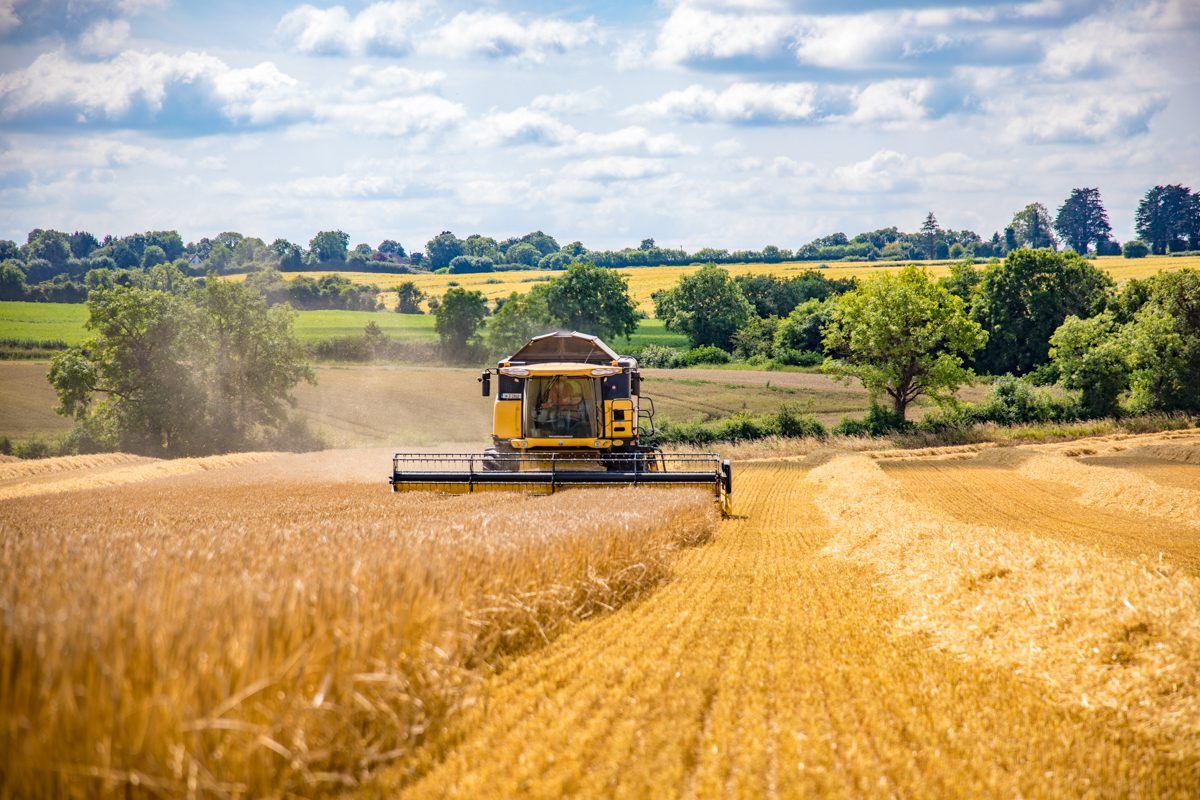 Few winter barley crops hit 4t/ac in the midlands and south