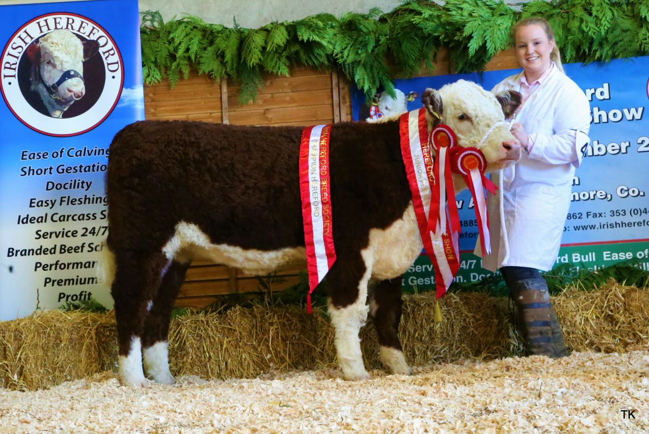 Hereford calf show comes to Tullamore this Sunday