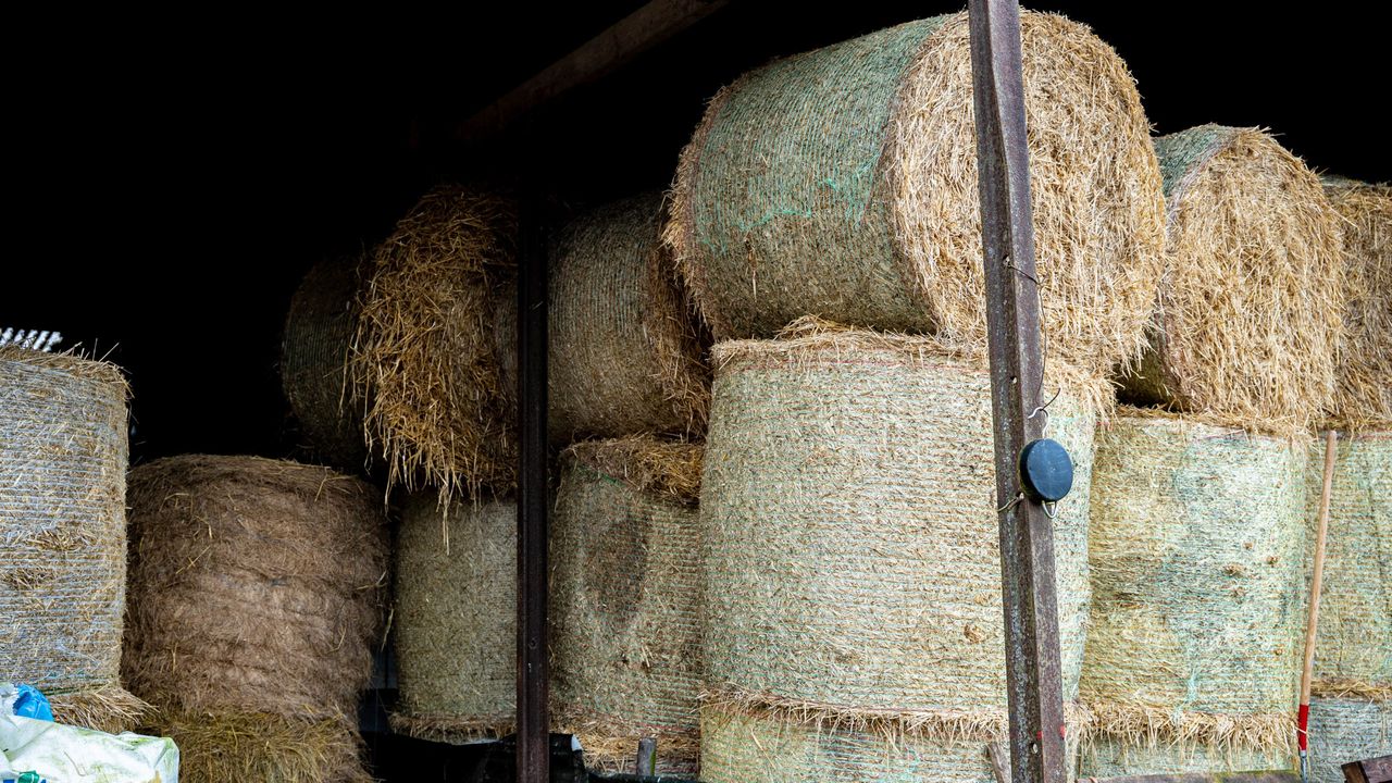 Teagasc: 15% of dairy farmers have sold surplus cows