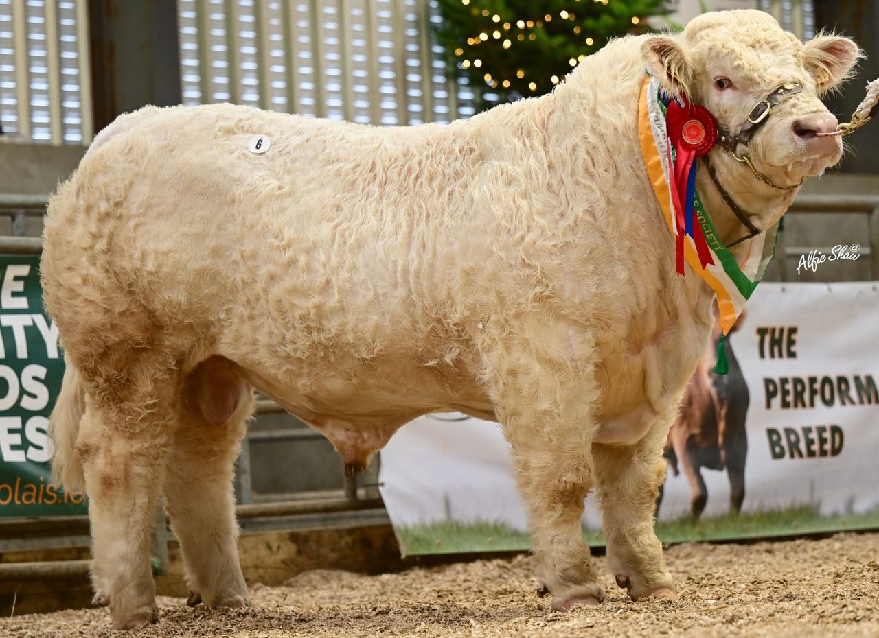Charolais Christmas Cracker sale top price hits €15,500