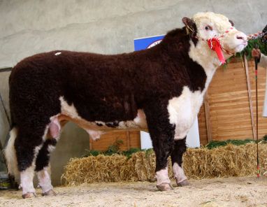 Northern buyer secures top bull at Hereford Premier Sale in Offaly