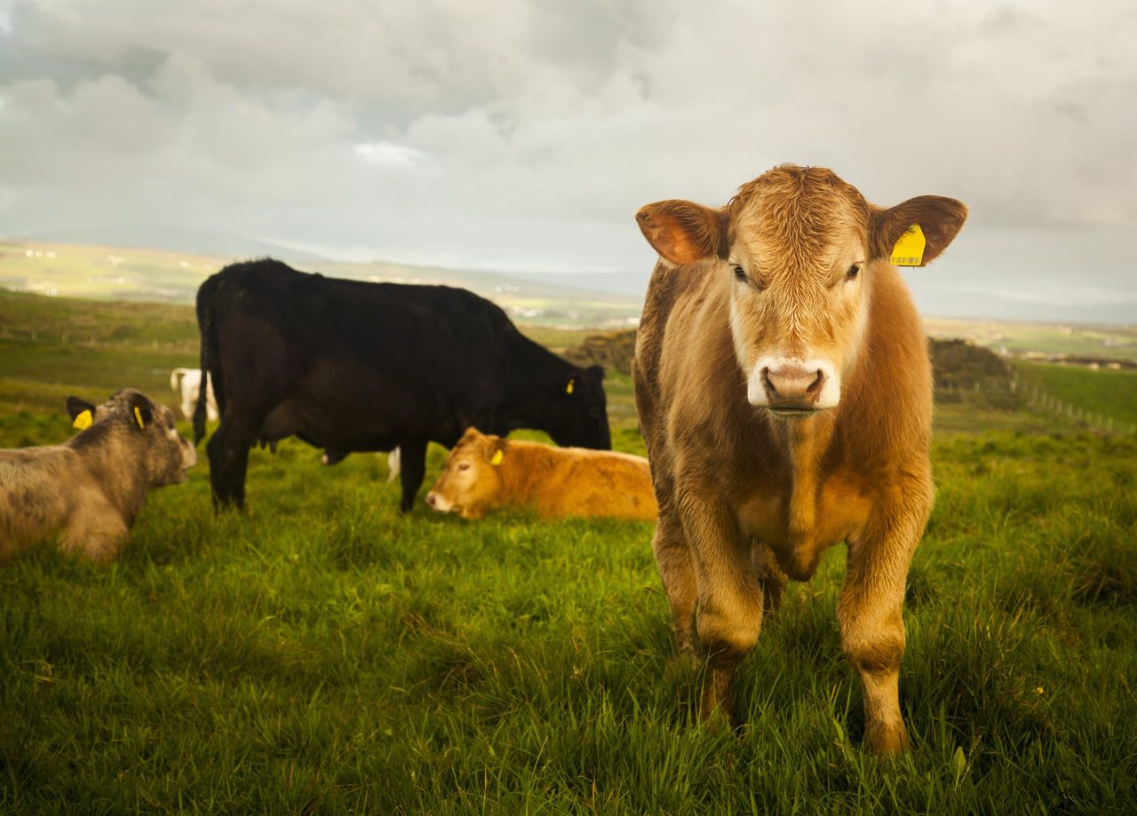 Report: Beef production in Ireland down 4% since first half of 2024