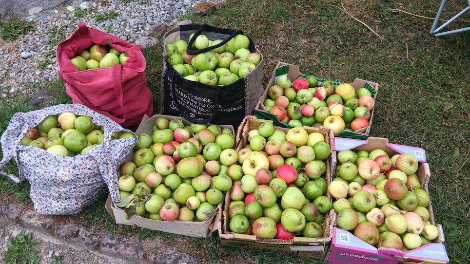 Bringing Tipperary fields to the Applefest table