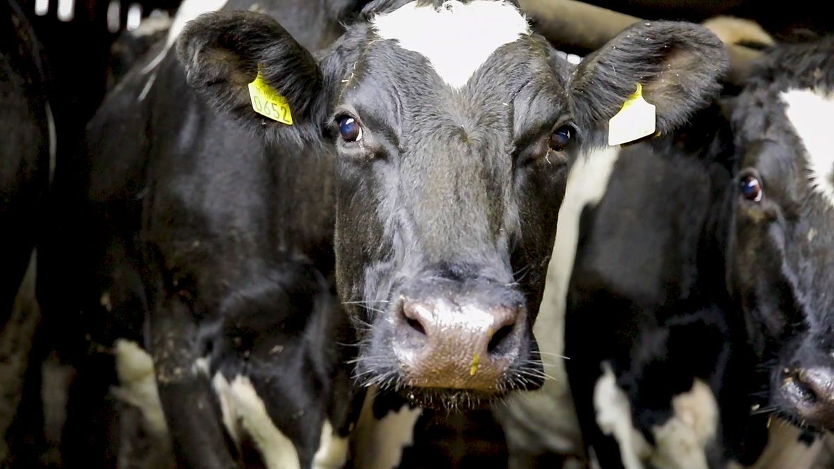 ICMSA: 50c/L should be minimum base price for December milk
