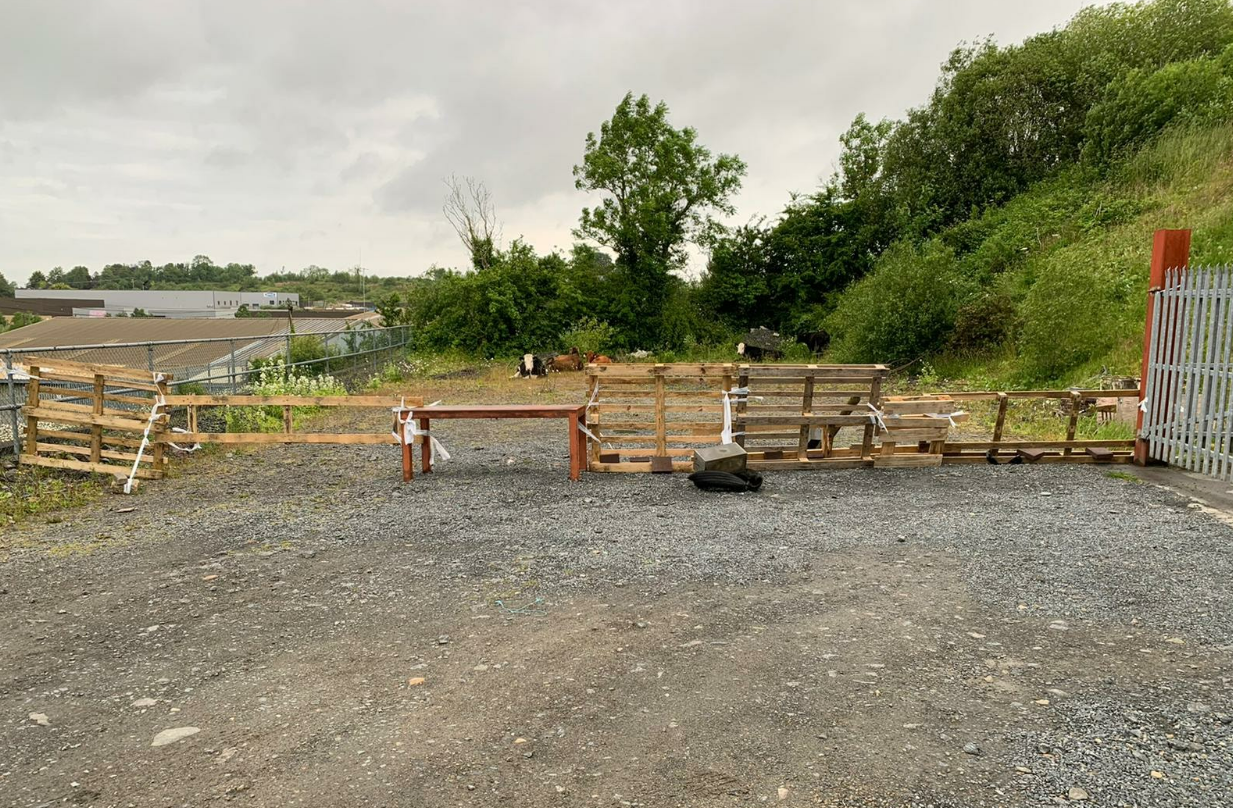 Gardaí appeal for owner of cattle found on road in Cavan