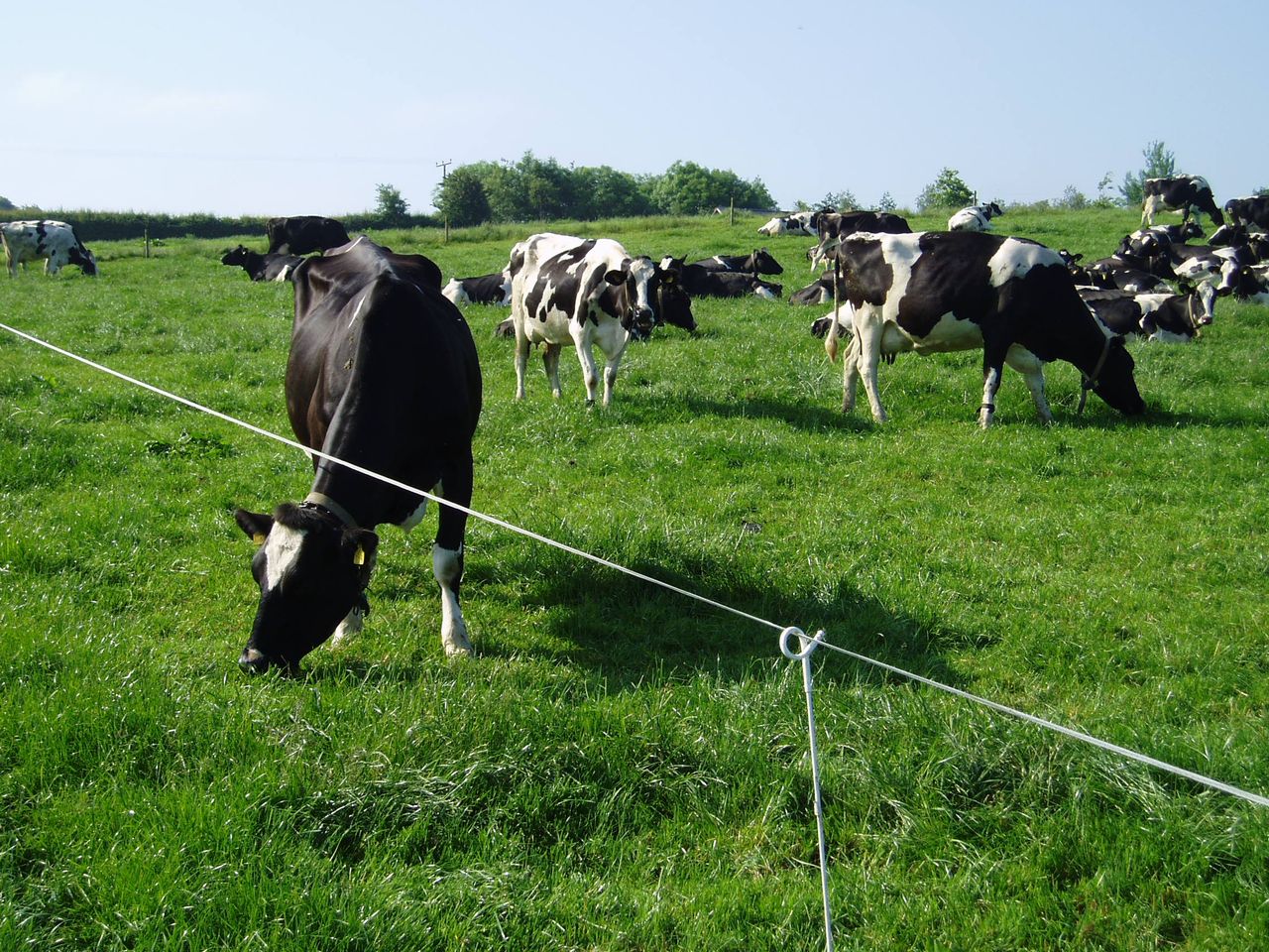 Stocking density versus national milk output: What is the proper balance?