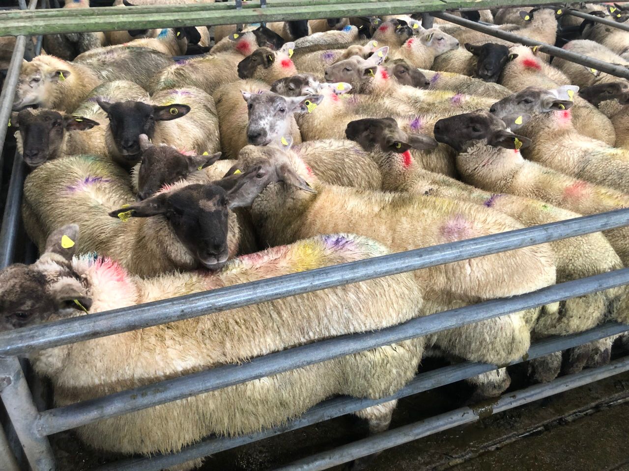 Sheep kill: Increase in lamb supplies bumps up throughput