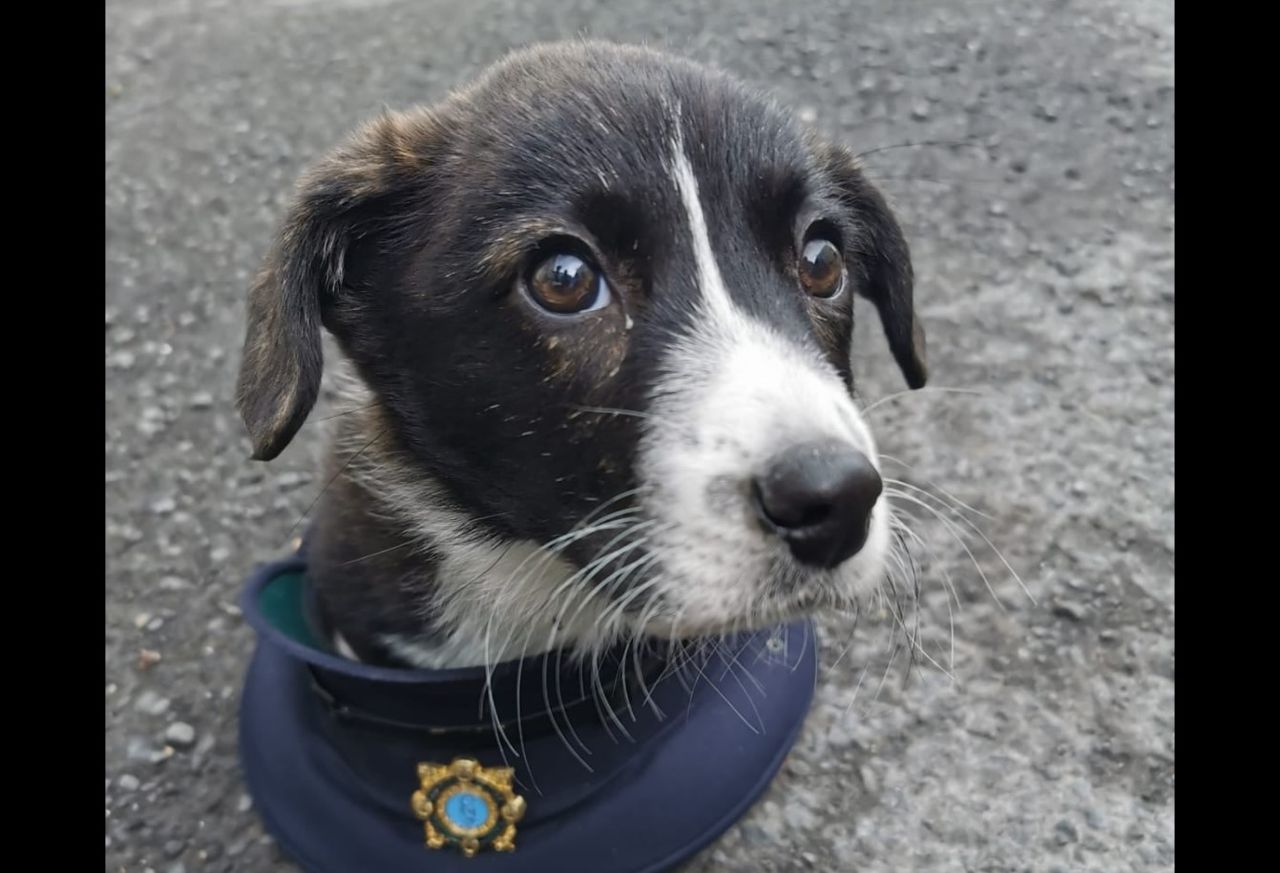 Pup recovered and man charged following theft of litter