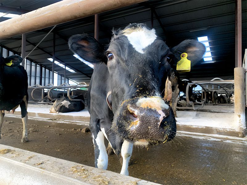 BVD positives at lowest rate in Northern Ireland