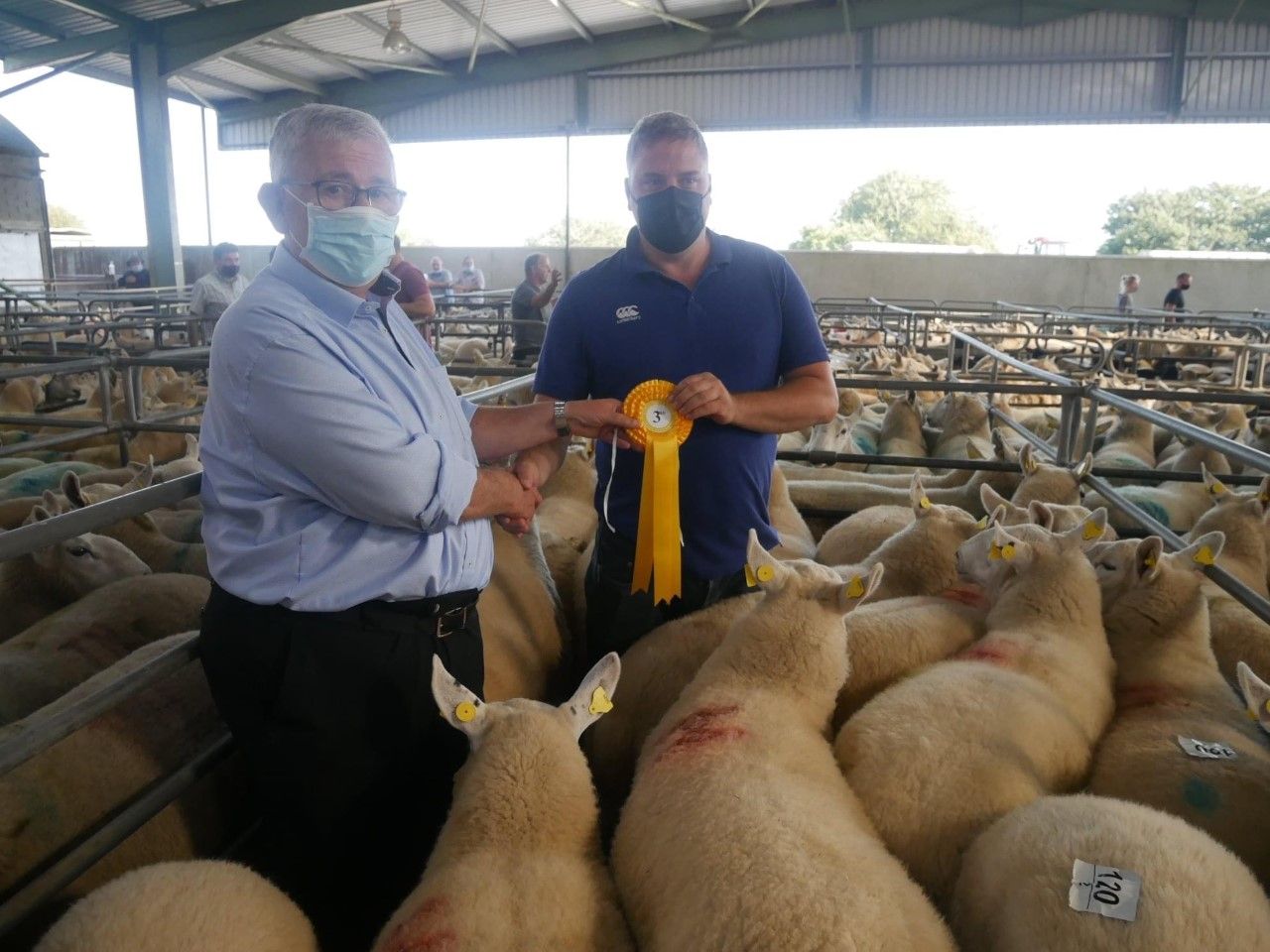 Hogget ewes sell to €385/head at Wicklow Cheviot Breeders' sale