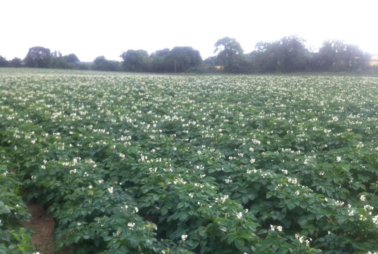 6 non-chemical ways to tackle potato blight