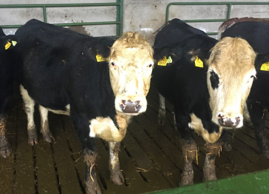 Winter Beef series: Advice on parasite treatment in cattle