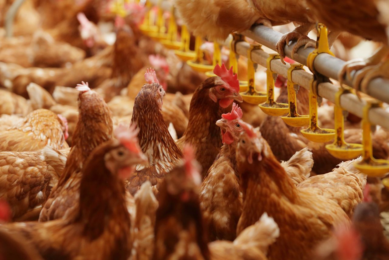 'Higher welfare hens mean everybody wins'