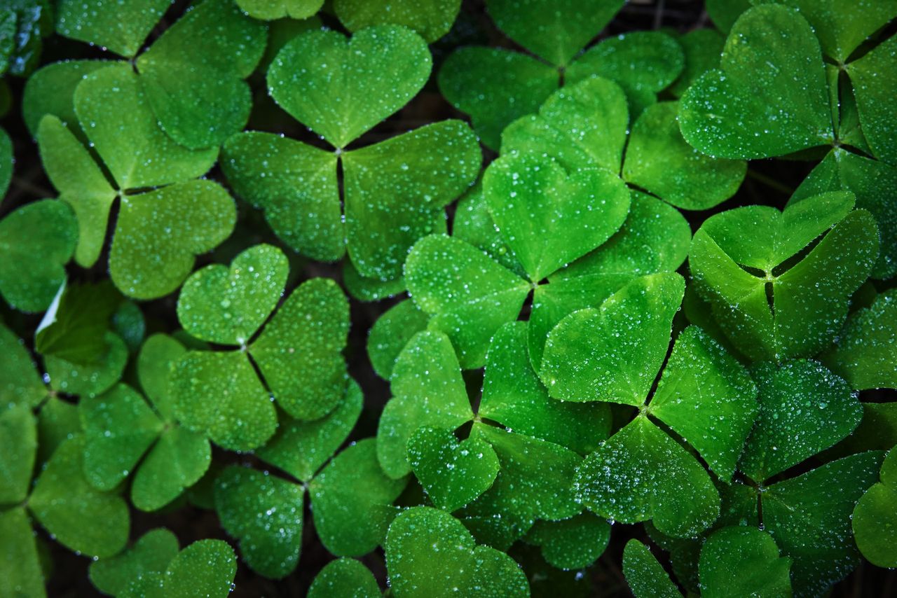 Bord Bia to host over 40 events for St. Patrick's Day