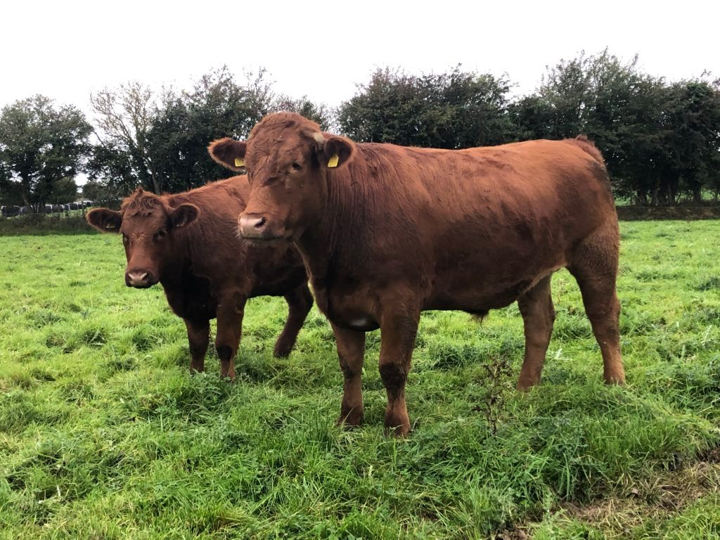 What is the outlook for Irish organic beef?