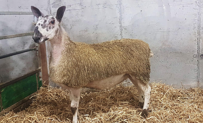 South of Ireland Bluefaced Leicester sale taking place this month