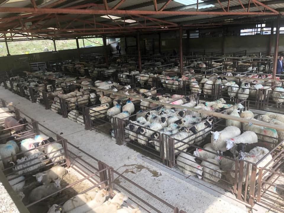 Sheep marts: Factory hoggets hit €193/head at Dowra Mart
